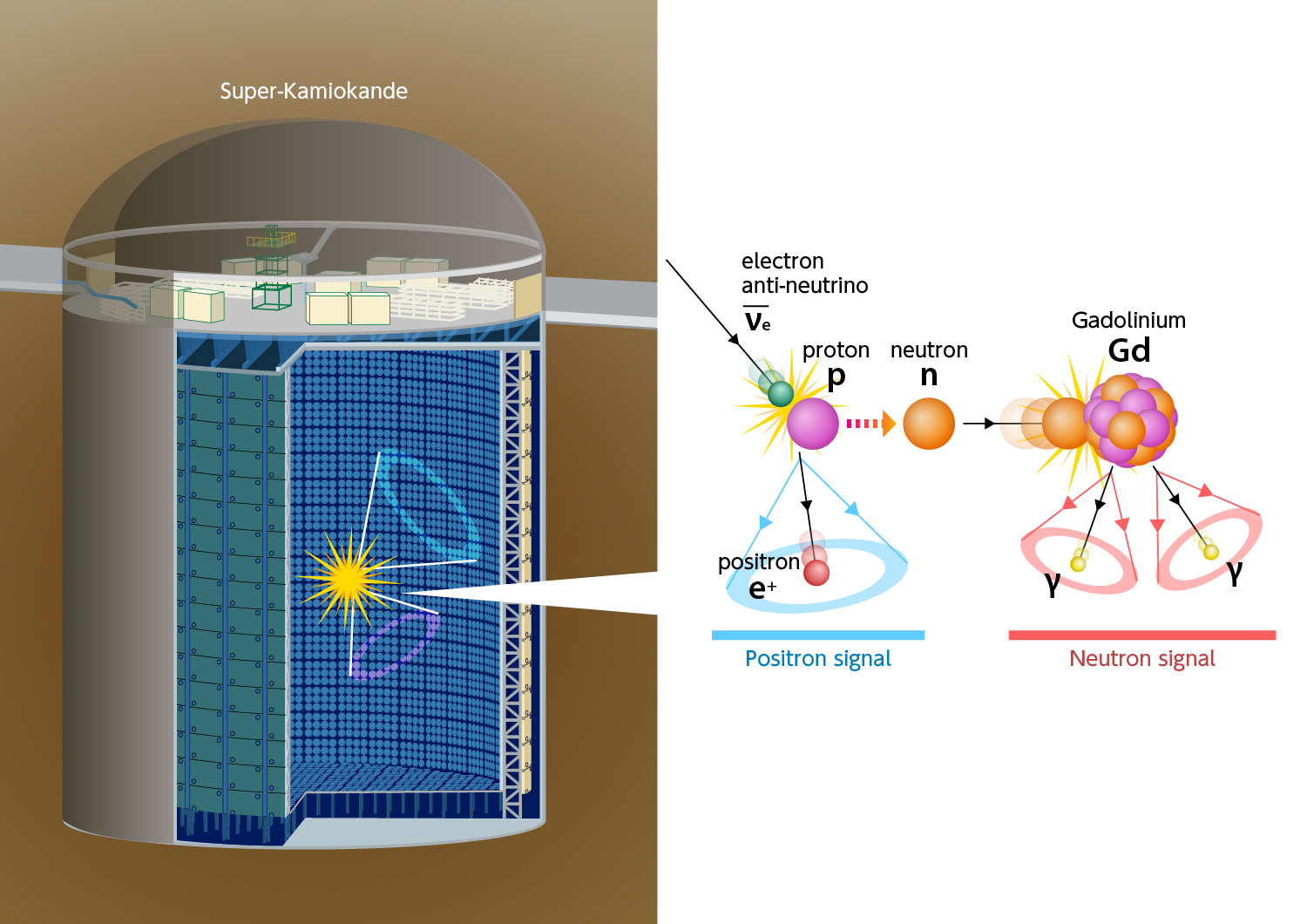 Interaction d&rsquo;un antineutrino &eacute;lectronique avec un noyau de l&rsquo;eau du d&eacute;tecteur