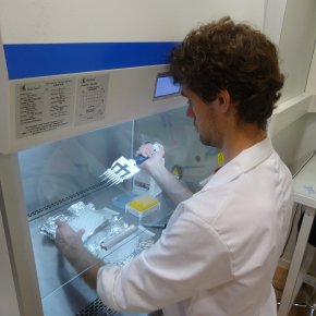 Repiquage des colonies de bactéries E. coli.
